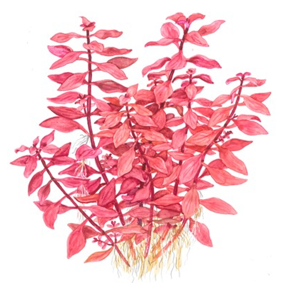 Tropica Ludwigia palustris 'super red' kosaras
