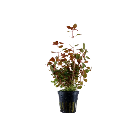 Tropica Ludwigia palustris 'super red' kosaras