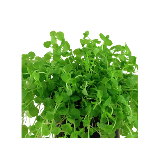 Tropica Micranthemum umbrosum kosaras