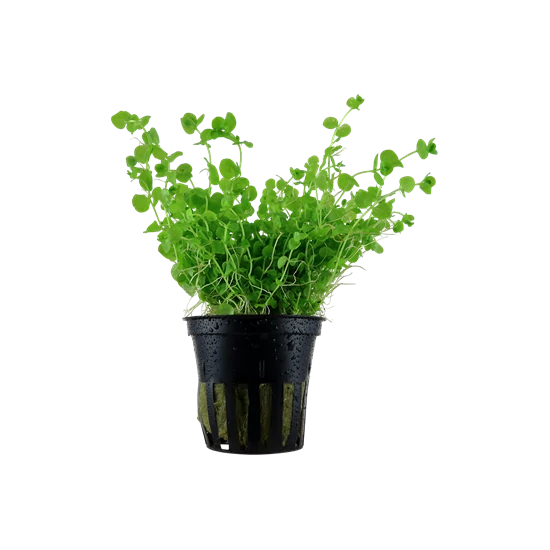 Tropica Micranthemum umbrosum kosaras