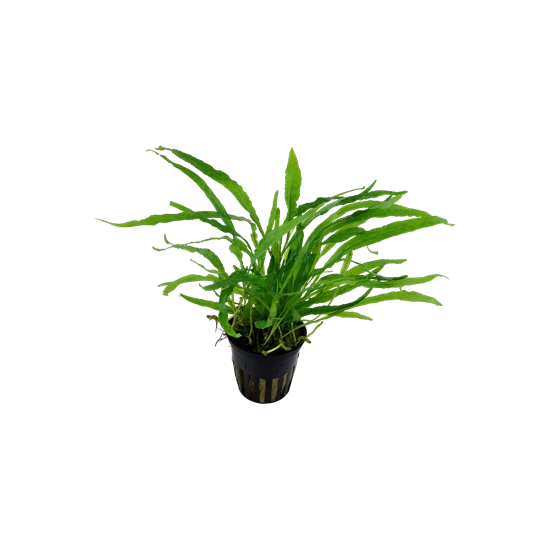 Tropica Microsorum pteropus 'Narrow' kosaras