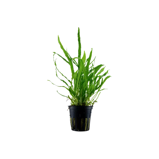 Tropica Microsorum pteropus 'Narrow' kosaras