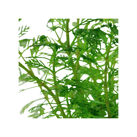 Tropica Myriophyllum mattogrossense kosaras