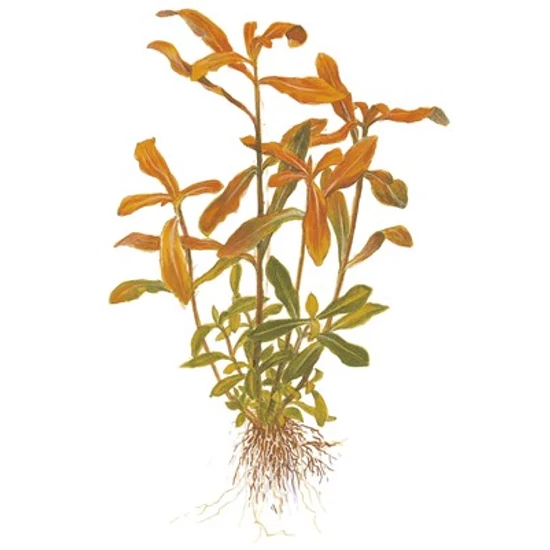 Tropica Nesaea crassicaulis kosaras