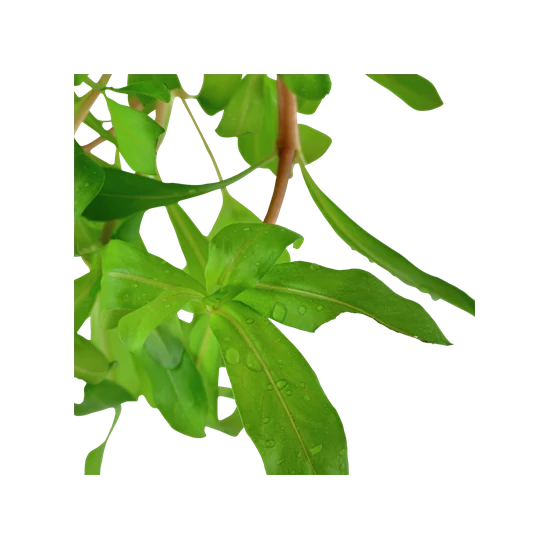 Tropica Nesaea crassicaulis kosaras