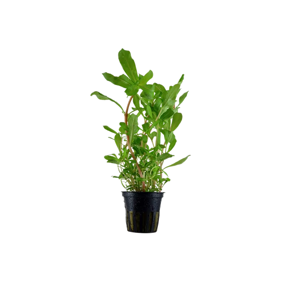 Tropica Nesaea crassicaulis kosaras
