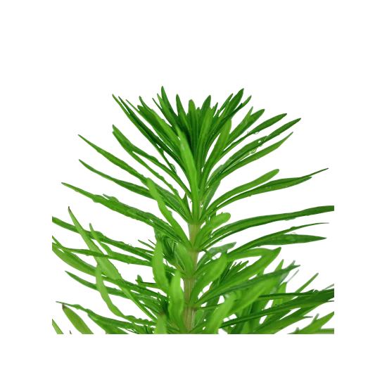 Tropica Pogostemon erectus kosaras