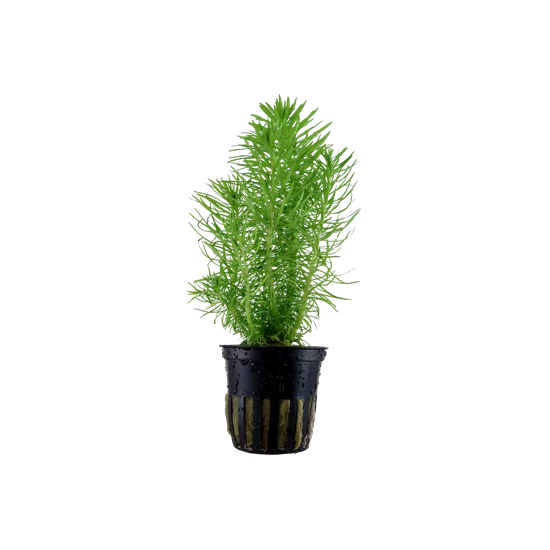 Tropica Pogostemon erectus kosaras