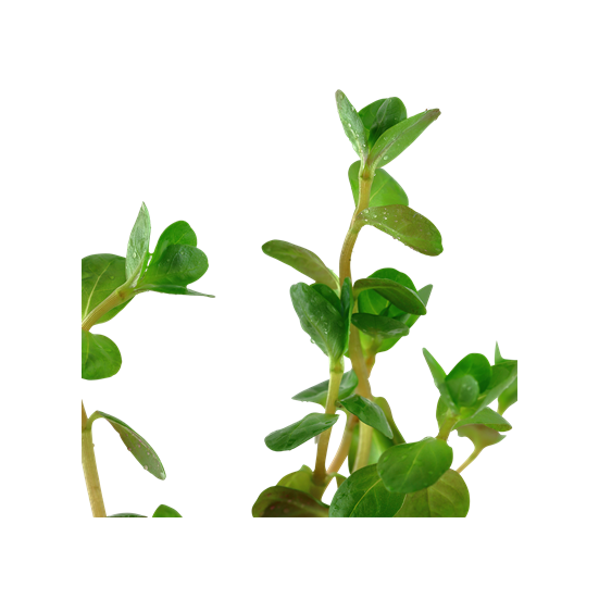 Tropica Rotala rotundifolia kosaras