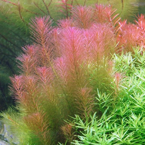 Aquaflora Rotala walichii - PE kosaras