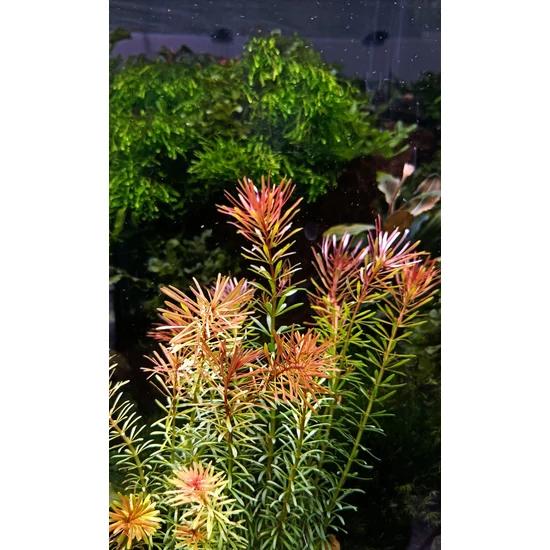 Rotala nanjenshan - kosaras