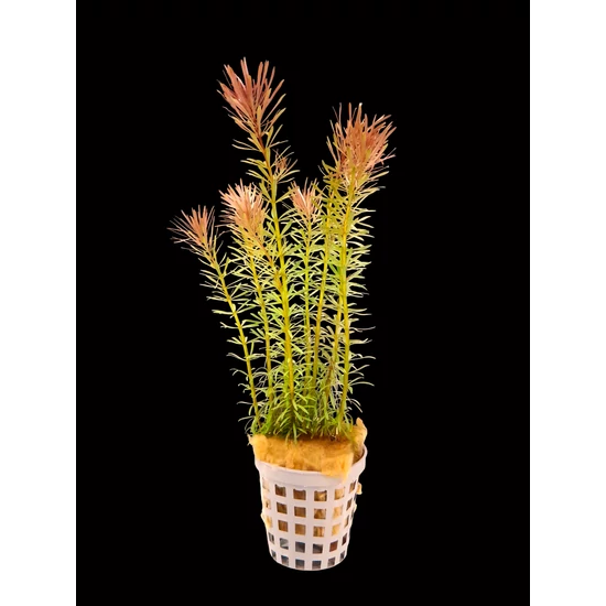 Rotala nanjenshan - kosaras