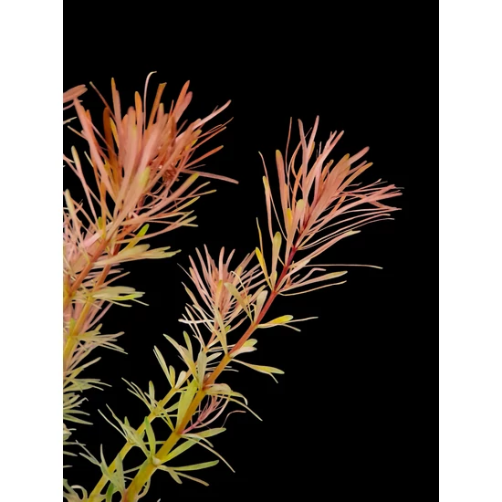 Rotala nanjenshan - kosaras