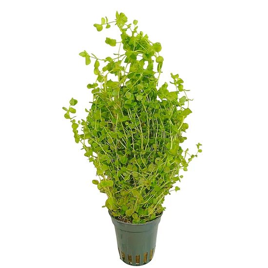 Micranthemum umbrosum