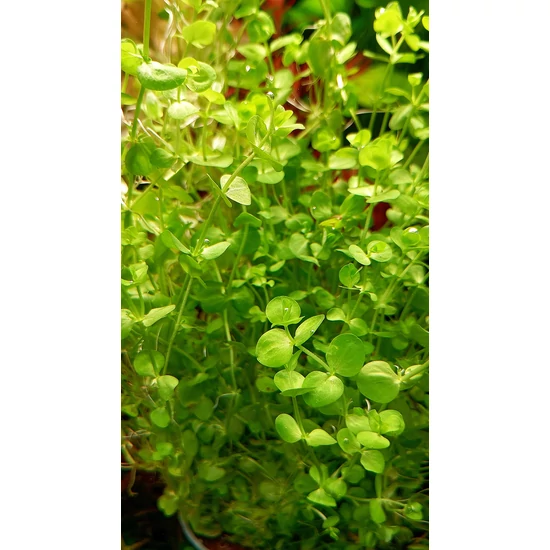 Micranthemum umbrosum