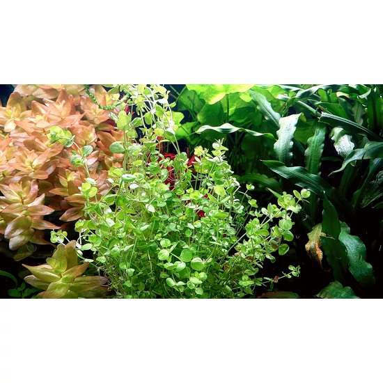 Micranthemum umbrosum