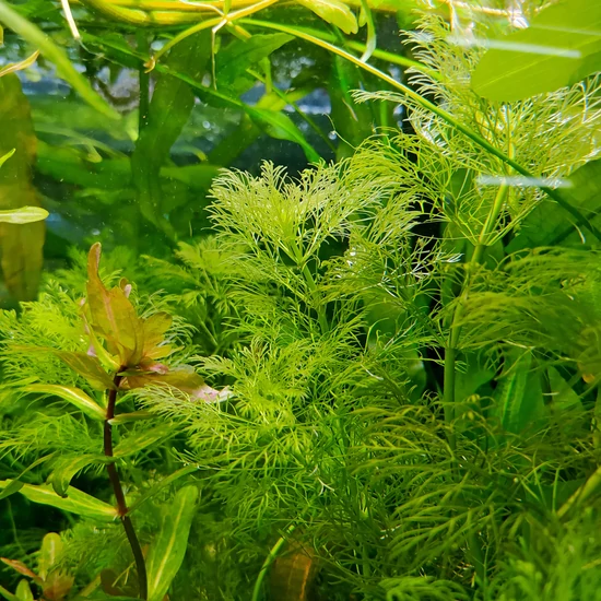 Limnophila aquatica - kosaras