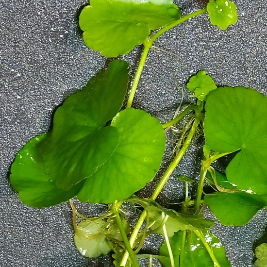 hydrocotyle leucocephala - Fehérfejű gázlóvirág