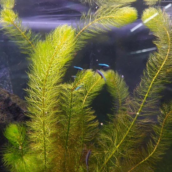 Myriophyllum pinnatum (Bokros süllőhínár)