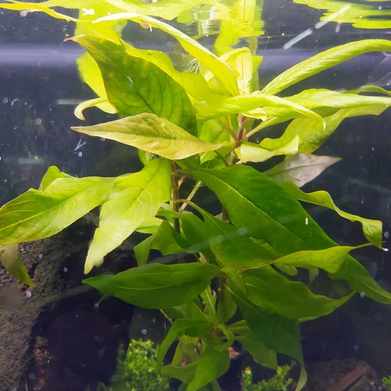 Hygrophila stricta - Vízi hortenzia