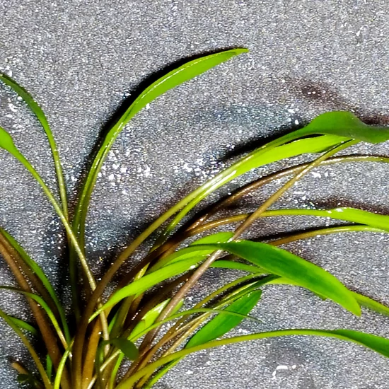 Cryptocoryne nevelli