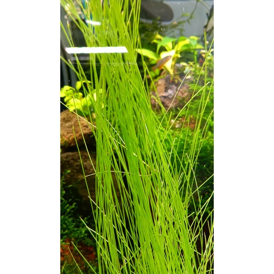 Eleocharis vivipara
