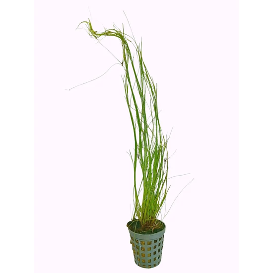 Eleocharis vivipara