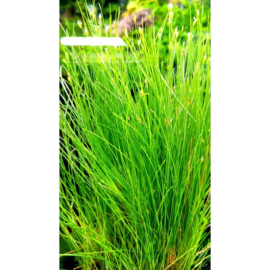 Eleocharis vivipara