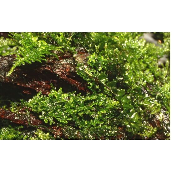 Tropica Riccardia chamedryfolia portion