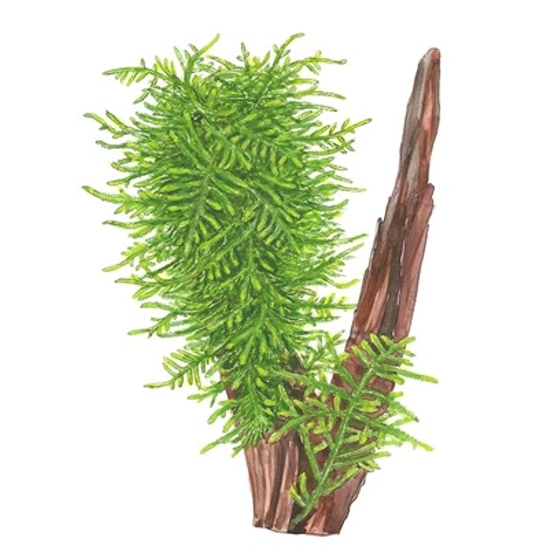 Tropica Taxiphyllum 'Spiky' portion