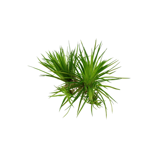 Tropica Eriocaulon cinereum 1-2-Grow!   (steril - zselés)