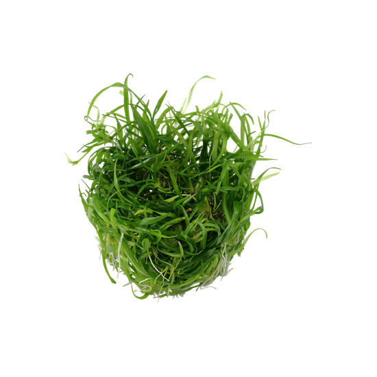Tropica Helanthium tenellum 'Green' 1-2-Grow!   (steril - zselés)