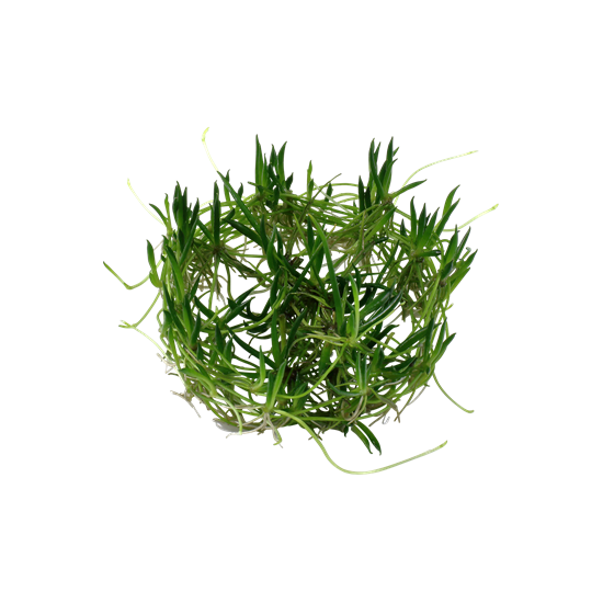 Tropica Littorella uniflora 1-2-Grow!   (steril - zselés)