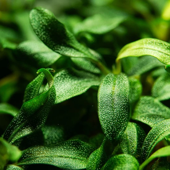 Tropica Bucephalandra sp. 'Needle leaf' 1-2 grow!