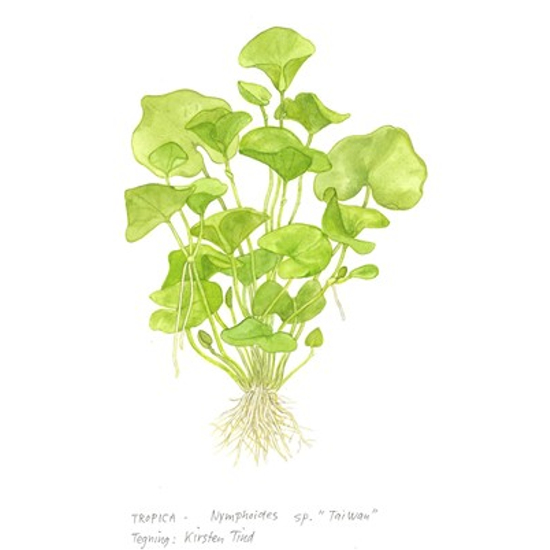 Tropica Nymphoides hydrophylla 'Taiwan' 1-2-Grow!   (steril - zselés)