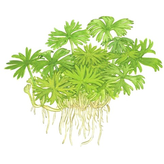 Tropica Ranunculus inundatus 1-2-Grow!   (steril - zselés)