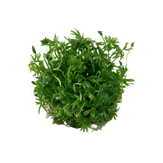 Tropica Ranunculus inundatus 1-2-Grow!   (steril - zselés)