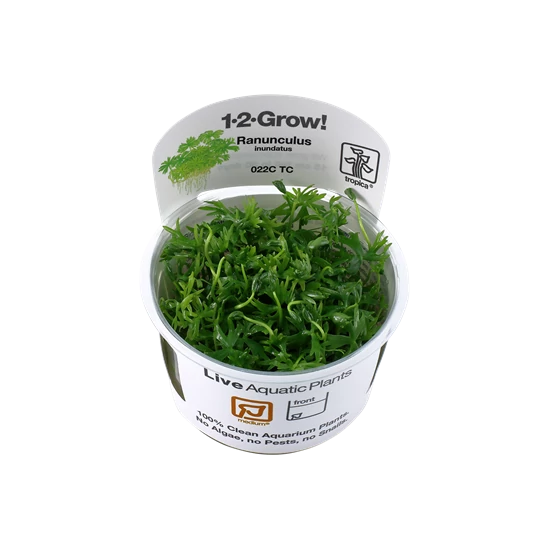 Tropica Ranunculus inundatus 1-2-Grow!   (steril - zselés)