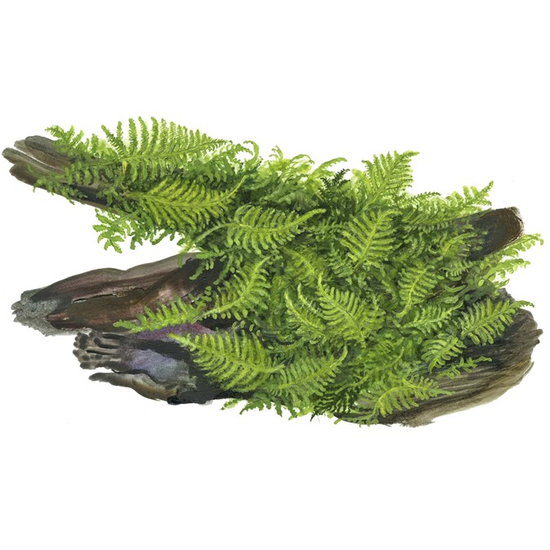 Tropica Vesicularia dubyana 'Christmas' 1-2-Grow!   (steril - zselés)