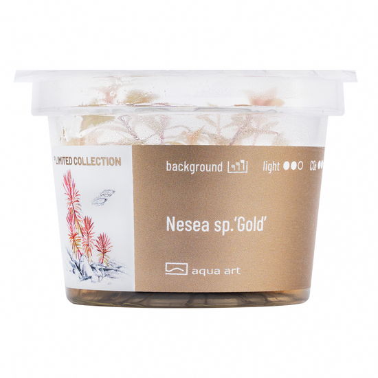 Nesea sp. 'Gold' - steril, zselés
