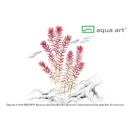 Rotala rotundifolia - steril, zselés