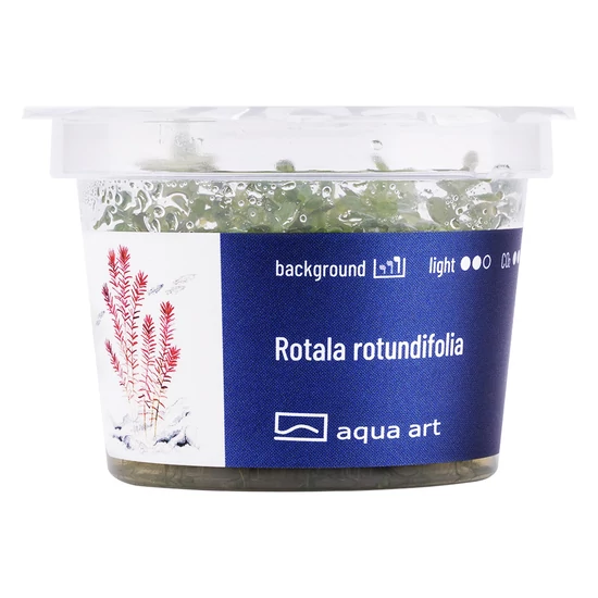 Rotala rotundifolia - steril, zselés