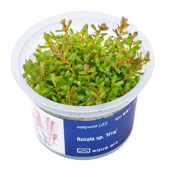 Rotala sp. ’H’ra’ - steril, zselés