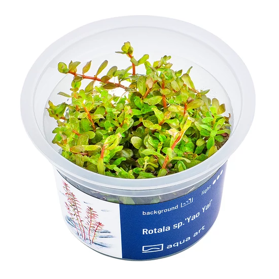 Rotala sp.'Yao Yai' - steril, zselés