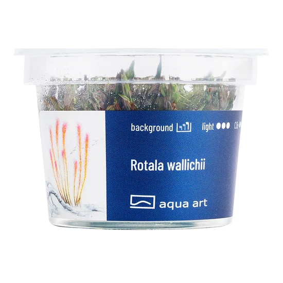 Rotala wallichii - steril, zselés