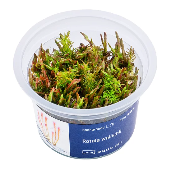 Rotala wallichii - steril, zselés