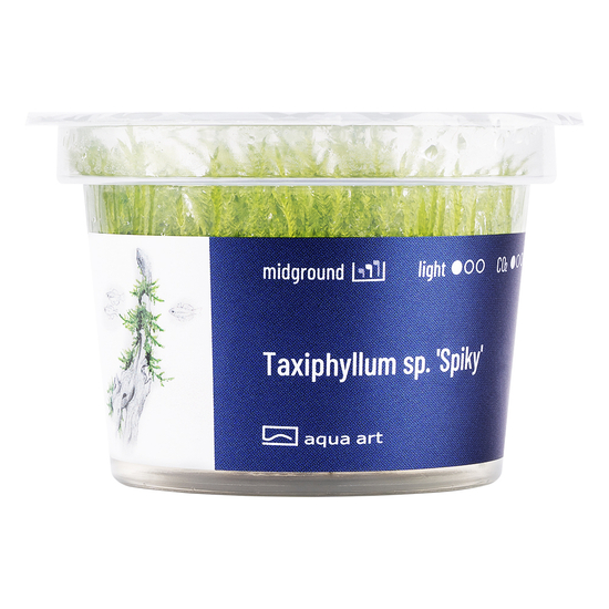 Taxiphyllum 'Spiky' - steril, zselés
