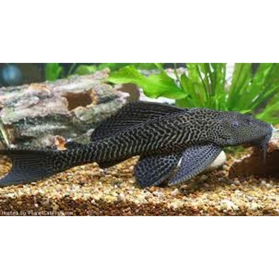 Pleco - Hypostomus Plecostomus