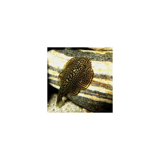 Rácsmintás palacsinta algázó -  Sewellia lineolata