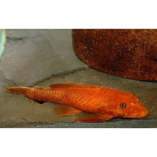 Super red anci - Ancistrus cirrhosus